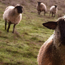 овце
