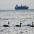 Лебеди плуват на офицерския плаж във Варна