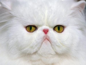 персийска котка