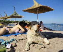 куче на плаж1
