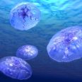 отровни медузи