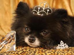 куче с корона
