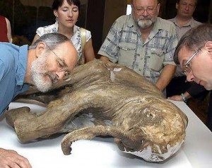 мамутче ДНК от това мамутче, инплантирано в клетките на слон, ще върне животинския вид към живот