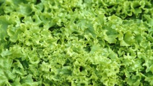 salata