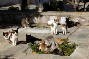 Котки