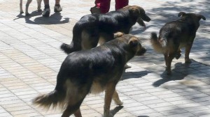Кучета