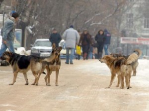 кучета