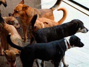 Улични песове убиха професор Ботьо Тачков