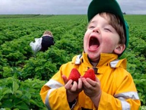 Продават силно отровни плодове