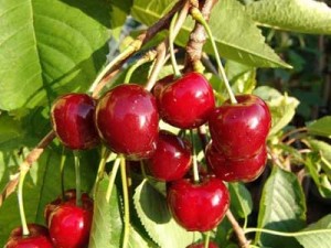 Продават силно отровни плодове