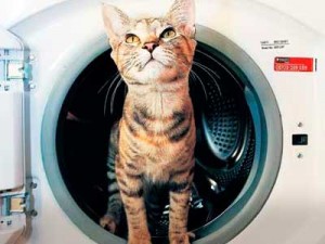 Котка в пералня