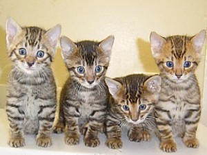 котки