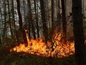 пожар в свиленград